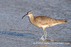 Hudsonian Whimbrel foraging in tide pools, La Jolla