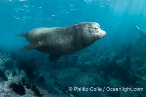 Huge California Sea Lion Male Underwater, a bull, patrolling his breeding harem and territory, Coronado Islands, Mexico. His sagittal crest, the bony bump on his head that distinguishes adult male sea lions, is clearly seen, Zalophus californianus, Coronado Islands (Islas Coronado)