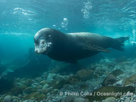 Huge California Sea Lion Male Underwater, a bull, patrolling his breeding harem and territory, Coronado Islands, Mexico. His sagittal crest, the bony bump on his head that distinguishes adult male sea lions, is clearly seen, Zalophus californianus, Coronado Islands (Islas Coronado)