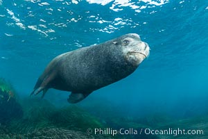 Huge California Sea Lion Male Underwater, a bull, patrolling his breeding harem and territory, Coronado Islands, Mexico. His sagittal crest, the bony bump on his head that distinguishes adult male sea lions, is clearly seen.  This particular sea lion bears an orange tag on his left foreflipper, probably as a result of rescue and release as a young sea lion years earlier, Zalophus californianus, Coronado Islands (Islas Coronado)