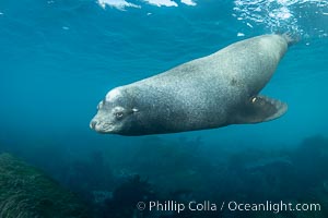 Huge California Sea Lion Male Underwater, a bull, patrolling his breeding harem and territory, Coronado Islands, Mexico. His sagittal crest, the bony bump on his head that distinguishes adult male sea lions, is clearly seen.  This particular sea lion bears an orange tag on his left foreflipper, probably as a result of rescue and release as a young sea lion years earlier, Zalophus californianus, Coronado Islands (Islas Coronado)