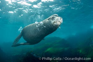 Huge California Sea Lion Male Underwater, a bull, patrolling his breeding harem and territory, Coronado Islands, Mexico. His sagittal crest, the bony bump on his head that distinguishes adult male sea lions, is clearly seen.  This particular sea lion bears an orange tag on his left foreflipper, probably as a result of rescue and release as a young sea lion years earlier, Zalophus californianus, Coronado Islands (Islas Coronado)