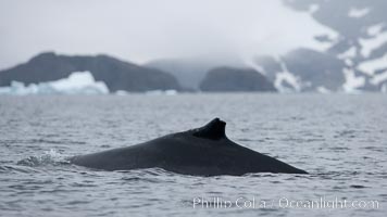 Humpback whale in Antarctica, Cierva Cove