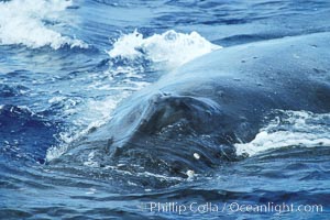 Humpback whale approaching showing blowhole splashguard, Megaptera novaeangliae, Maui
