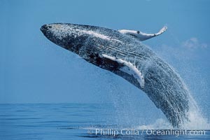 Humpback Whale Photo Humpback Whale Photos Natural History Photography