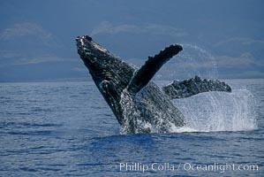 Humpback whale breaching with pectoral fins lifting spray from the ocean surface, Megaptera novaeangliae, Maui