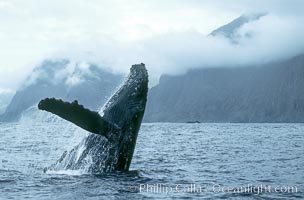 Humpback whale breaching, Megaptera novaeangliae, Molokai