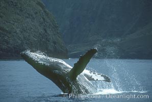 Humpback whale breaching on the backside of Molokai Island, Megaptera novaeangliae
