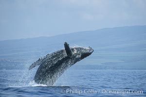 Humpback whale breaching, Megaptera novaeangliae, Maui
