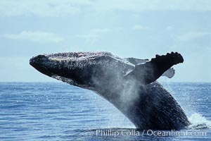 North Pacific humpback whale, breach, Megaptera novaeangliae, Maui