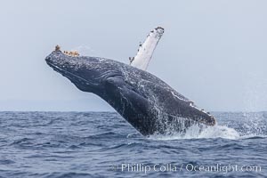 Humpback whale breaching, pectoral fin and rostrom visible, Megaptera novaeangliae, San Diego, California