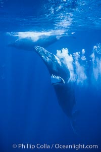 Adult male humpback whale bubble streaming underwater.  The male escort humpback whale seen here is emitting a curtain of bubbles as it swims behind a female (left) during a competitive group.  The bubble curtain may be meant as warning or visual obstruction to other male whales interested in the mother, Megaptera novaeangliae, Maui