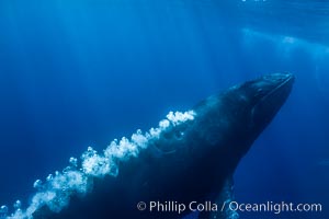 Male humpback whale emits an underwater stream of bubbles as it swims quickly during competitive group activities, Megaptera novaeangliae, Maui
