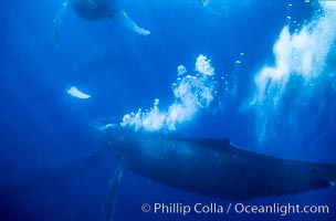 Primary escort male humpback whale bubble streaming during competitive group socializing.  This primary escort is swimming behind a female. The bubble curtain may be a form of intimidation towards other male escorts that are interested in the female, Megaptera novaeangliae, Maui
