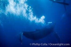 Primary escort male humpback whale bubble streaming during competitive group socializing.  This primary escort is swimming behind a female. The bubble curtain may be a form of intimidation towards other male escorts that are interested in the female, Megaptera novaeangliae, Maui