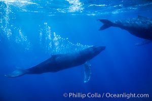 Adult male humpback whale bubble streaming underwater.  The male escort humpback whale seen here is emitting a curtain of bubbles as it swims behind a female during competitive group activities.  The bubble curtain may be meant as warning or visual obstruction to other nearby male whales interested in the female, Megaptera novaeangliae, Maui