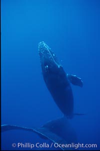 Humpback whale calf, releasing bubbles, Megaptera novaeangliae, Maui