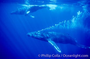 Adult male humpback whale bubble streaming underwater.  The male escort humpback whale seen here is emitting a curtain of bubbles as it swims behind a mother and calf.  The bubble curtain may be meant as warning or visual obstruction to other nearby male whales interested in the mother, Megaptera novaeangliae, Maui