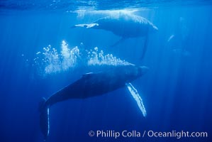 Adult male north Pacific humpback whale bubble streaming underwater in the midst of a competitive group.   The male escort humpback whale seen here is emitting a curtain of bubbles as it swims closely behind a female, .  The bubble curtain may be meant as warning or visual obstruction to other nearby males interested in the female, Megaptera novaeangliae, Maui