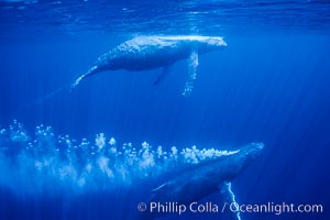 Adult male north Pacific humpback whale bubble streaming underwater in the midst of a competitive group.   The male escort humpback whale seen here is emitting a curtain of bubbles as it swims closely behind a female, .  The bubble curtain may be meant as warning or visual obstruction to other nearby males interested in the female, Megaptera novaeangliae, Maui