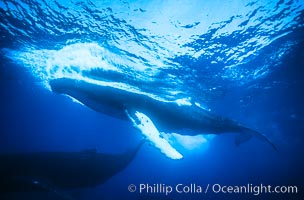 Humpback whale competitive group, several adult male escort whales swimming closely together as part of a larger competitive group, Megaptera novaeangliae, Maui