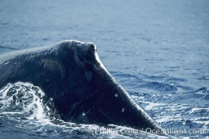 Humpback whale dorsal fin and ridge showing scarring acquired in competitive group socializing, Megaptera novaeangliae, Maui