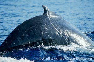 Humpback whale dorsal fin and ridge showing scarring acquired in competitive group socializing, Megaptera novaeangliae, Maui