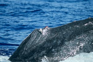 Humpback whale dorsal fin damaged during competitive group socializing, Megaptera novaeangliae, Maui