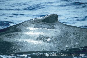 Humpback whale dorsal fin, Megaptera novaeangliae, Maui