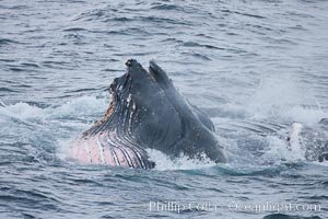 Humpback whale lunge feeding on Antarctic krill, with mouth open and baleen visible.  The humbpack's pink throat grooves are seen as its pleated throat becomes fully distended as the whale fills its mouth with krill and water.  The water will be pushed out, while the baleen strains and retains the small krill, Megaptera novaeangliae, Gerlache Strait
