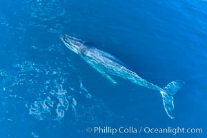 Humpback Whale entangled in fishing gear, aerial photo