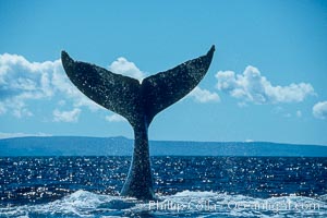 Humpback whale holding fluke (tail) aloft out of the water, Megaptera novaeangliae, Maui