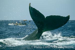 North Pacific humpback whale, fluke help aloft above the water, Megaptera novaeangliae, Maui