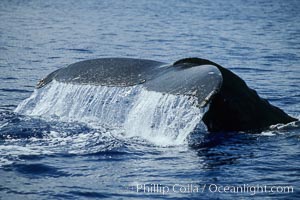 Humpback whale fluking up, raising tail before diving, Megaptera novaeangliae, Maui