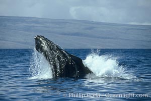 Humpback whale lunging out of the water at it reaches the surface, exhaling in a burst of bubbles, Megaptera novaeangliae, Maui