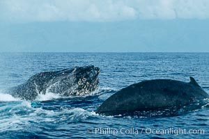 North Pacific humpback whale, head lunge and round out, Megaptera novaeangliae, Maui