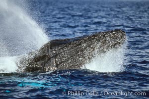 Humpback whale, head lunge in active group, Megaptera novaeangliae, Maui