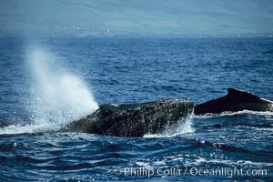 Humpback whale, head lunge in active group, Megaptera novaeangliae, Maui