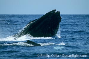 Humpback whale, head lunge with inflated throat in active group, Megaptera novaeangliae, Maui