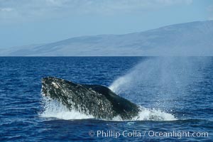 Humpback whale, head lunge in active group, Megaptera novaeangliae, Maui