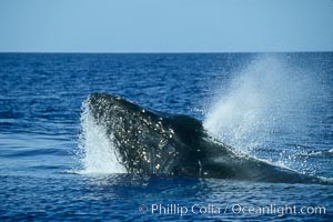 Humpback whale, head lunge in active group, Megaptera novaeangliae, Maui