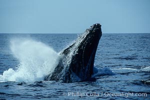 Humpback whale head lunging, rostrum extended out of the water, exhaling at the surface, exhibiting surface active social behaviours, Megaptera novaeangliae, Maui