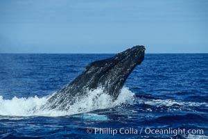 Humpback whale head lunging, rostrum extended out of the water, exhibiting surface active social behaviours, Megaptera novaeangliae, Maui