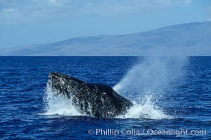 Humpback whale head lunging, rostrum extended out of the water, exhaling at the surface, exhibiting surface active social behaviours, Megaptera novaeangliae, Maui