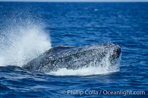 Humpback whale head lunging, showing bleeding tubercles caused by collisions with other whales, rostrum extended out of the water, exhaling at the surface, exhibiting surface active social behaviours, Megaptera novaeangliae, Maui