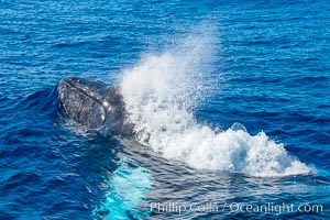 Humpback whale head lunge and blow in active group, Maui