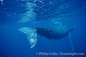 North Pacific humpback whale, Megaptera novaeangliae, Maui