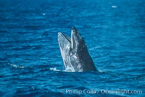 Humpback whale calf with open mouth out of the water, Megaptera novaeangliae, Maui