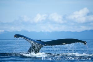 North Pacific humpback whale raising its fluke before diving underwater to forage for herring in southeast Alaska, Megaptera novaeangliae, Maui