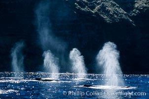 North Pacific humpback whales, Megaptera novaeangliae, Maui